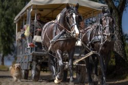Lüneburger Heide August 2024 Pferdekutsche mit zwei schwarzen Pferden auf einem ländlichen Weg