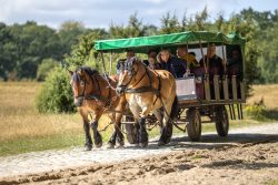 Lüneburger Heide August 2024 Pferdekutsche auf ländlichem Weg mit Touristen