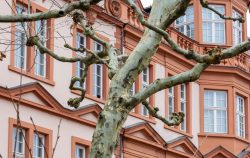 Mainz Architektur Fotografie Ein prächtiger Baum steht vor einem alten Gebäude mit interessanter Architektur Mainz Architektur Fotografie Historisches Gebäude mit markantem Baum im Vordergrund