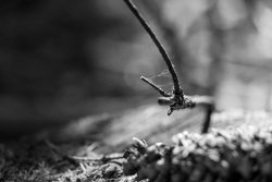 Taunus Schwarz Weiss Fotografie Mai 2025 Schwarzweißaufnahme eines Zweigs über Kiefernzapfen im Waldboden