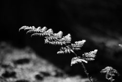 Taunus Schwarz Weiss Fotografie Mai 2025 Nahaufnahme eines Farnblatts im schwarz-weißen Licht
