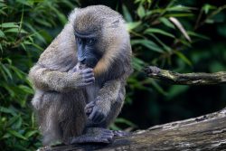 Tierfotografie Zoo Hannover Nahaufnahme eines Affen auf einem Ast im Regenwald