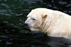 Tierfotografie Zoo Hannover Eisbär schwimmt im Wasser mit einem Zweig im Maul