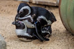 Tierfotografie Zoo Hannover Zwei Brillenpinguine paaren sich im Sand