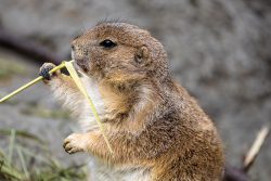Tierfotografie Zoo Hannover Erdhörnchen knabbert an einem Grashalm in der Natur
