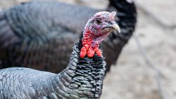 Tierfotografie Zoo Hannover Nahaufnahme eines Truthahns mit rotem Kopf und dunkel gefiedertem Körper