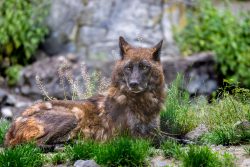 Tierfotografie Zoo Hannover Brauner Wolf ruht im Gras vor einem felsigen Hintergrund