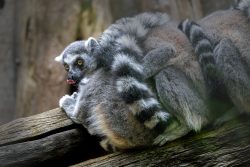 Tierfotografie Zoo Hannover Katta im Zoo mit auffälligem Schwanzringmuster