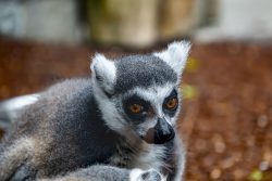 Tierfotografie Zoo Hannover Nahaufnahme eines Katta mit strahlenden Augen
