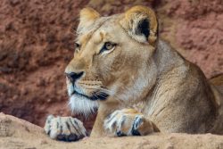 Tierfotografie Zoo Hannover Löwin ruht vor rotbraunem Hintergrund in Zoo