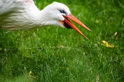 Tierfotografie Zoo Hannover Weißstorch auf Wiese mit geöffnetem Schnabel