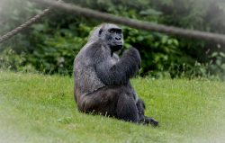 Tierfotografie Zoo Hannover Gorilla auf grüner Wiese im Zoo sitzend