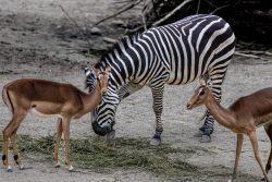 Tierfotografie Zoo Hannover Zebra und zwei Impalas fressen Heu auf sandigem Boden