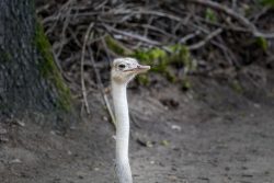 Tierfotografie Zoo Hannover Strauß in natürlicher Umgebung mit wachem Blick