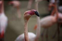 Tierfotografie Zoo Hannover Nahaufnahme eines rosa Flamingos in einem Schwarm
