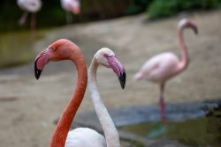 Tierfotografie Zoo Hannover Zwei Flamingos im Zoo, einer rosa und einer weiß