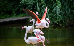 Tierfotografie Zoo Hannover Rosaflamingos in einem Teich mit grüner Vegetation im Hintergrund