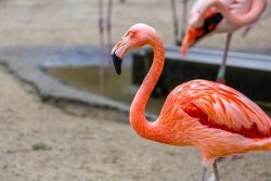 Tierfotografie Zoo Hannover Nahaufnahme eines rosa Flamingos in einem natürlichen Lebensraum