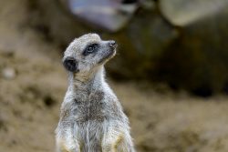 Tierfotografie Zoo Hannover Nahaufnahme eines neugierigen Erdmännchens im Sand
