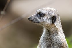 Tierfotografie Zoo Hannover Nahaufnahme eines Erdmännchens im Profil, Fokus auf Gesicht und Fell