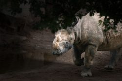 Tierfotografie Zoo Hannover Nashorn im Schatten eines Baums, auf dunklem Erdboden gehend