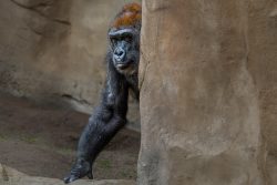 Tierfotografie Zoo Hannover Gorilla schaut neugierig hinter einer Wand hervor im Zoo