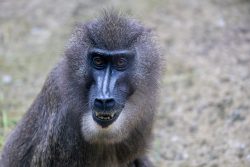 Tierfotografie Zoo Hannover Drillaffe im natürlichen Lebensraum, Nahaufnahme des Gesichts