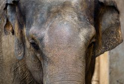 Tierfotografie Zoo Hannover Nahaufnahme eines asiatischen Elefanten mit faltiger Haut