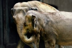 Tierfotografie Zoo Hannover Zwei asiatische Elefanten im Tierpark nah beieinander