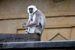 Tierfotografie Zoo Hannover Grauer Langur-Affe sitzt auf einem Holzbrett mit Zweig