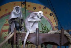 Tierfotografie Zoo Hannover Zwei Affen essen Pflanzen in einem farbenfrohen Gehege