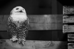 Tierfotografie Zoo Hannover Schneeeule sitzt auf hölzernem Zaun in Schwarz-Weiß-Fotografie