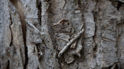 Abstrakte (Natur-) Fotografie Fürstenfeldbruck Naturfototage Detailansicht von Baumrinde mit trockener, rissiger Struktur
