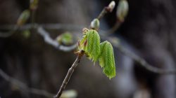 Abstrakte (Natur-) Fotografie Fürstenfeldbruck Naturfototage Nahaufnahme einer Kastanienknospe, die grüne Blätter im Frühling sprießen lässt