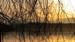 Ammersee Januar 2023 Fotografie Aloys Peter Trenz Sonnenuntergang hinter Ästen über einem ruhigen See Ammersee Januar 2023 Fotografie Aloys Peter Trenz Äste eines Baumes vor Sonnenuntergang über einem See