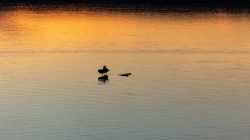 Ammersee Januar 2023 Fotografie Aloys Peter Trenz Eine Ente genießt den Sonnenuntergang auf dem stillen See Ammersee Januar 2023 Fotografie Aloys Peter Trenz Ente schwimmt bei Sonnenuntergang auf einem ruhigen See