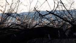 Ammersee Januar 2023 Fotografie Aloys Peter Trenz Ein verschneites Geäst im Vordergrund, dahinter ein Berg Ammersee Januar 2023 Fotografie Aloys Peter Trenz Verschneite, kahle Bäume vor einem Berg