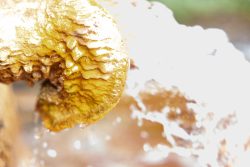 Bad Vilbel Herbst 2022 Fotoserie Aloys Peter Trenz Nahaufnahme einer strömenden Wasserquelle mit mineralischen Ablagerungen