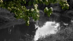 Bad Vilbel Herbst 2022 Fotoserie Aloys Peter Trenz Grün überwachsener Fluss mit Spiegelung und blühenden Zweigen
