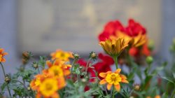 Bad Vilbel Herbst 2022 Fotoserie Aloys Peter Trenz Wunderschöne Blumenblüte in bunten Farben im Fokus