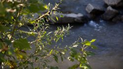 Bad Vilbel Herbst 2022 Fotoserie Aloys Peter Trenz Zweig mit grünen Blättern über einem Bach mit Steinen