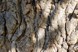 Bad Vilbel Herbst 2022 Fotoserie Aloys Peter Trenz Nahaufnahme der Textur einer Baumrinde mit Schatten und Rissen