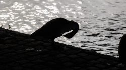 Brücken am Main - Fotoserie Aloys Peter Trenz Siluette einer Gans am Flussufer bei Sonnenuntergang