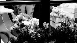 Frankfurt Altstadt und Ostend - Schwarz Weiss Fotografie Ein charmantes Schaufenster mit Plüschhasen und Blumen Frankfurt Altstadt und Ostend - Schwarz Weiss Fotografie Plüschtiere und Blumen in einem Schaufenster mit Holzkisten