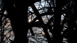 Frankfurt Höchst und Schwanheimer Düne Sonnenstrahlen durch dunkle Äste im Wald