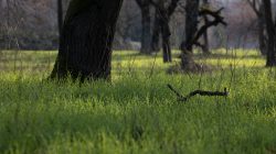 Frankfurt Höchst und Schwanheimer Düne Leuchtend grüne Wiese mit dichtem Gras und kahlen Bäumen im Hintergrund