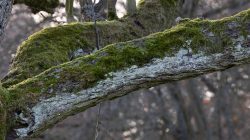 Frankfurt Höchst und Schwanheimer Düne Mit Moos bedeckter Ast in einem Wald bei Tageslicht