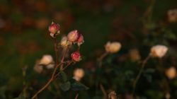 Frankfurt Höchst und Schwanheimer Düne Nahaufnahme von rosafarbenen Rosenknospen in einem dunklen Garten