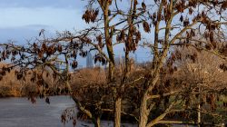 Frankfurt Höchst und Schwanheimer Düne Kahle Bäume am Flussufer im Winter vor Stadtlandschaft