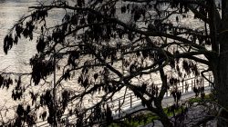 Frankfurt Höchst und Schwanheimer Düne Baumäste im Winter mit Fluss im Hintergrund